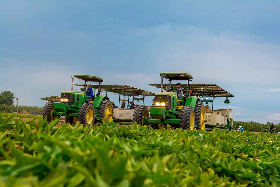 Tractors In A Field