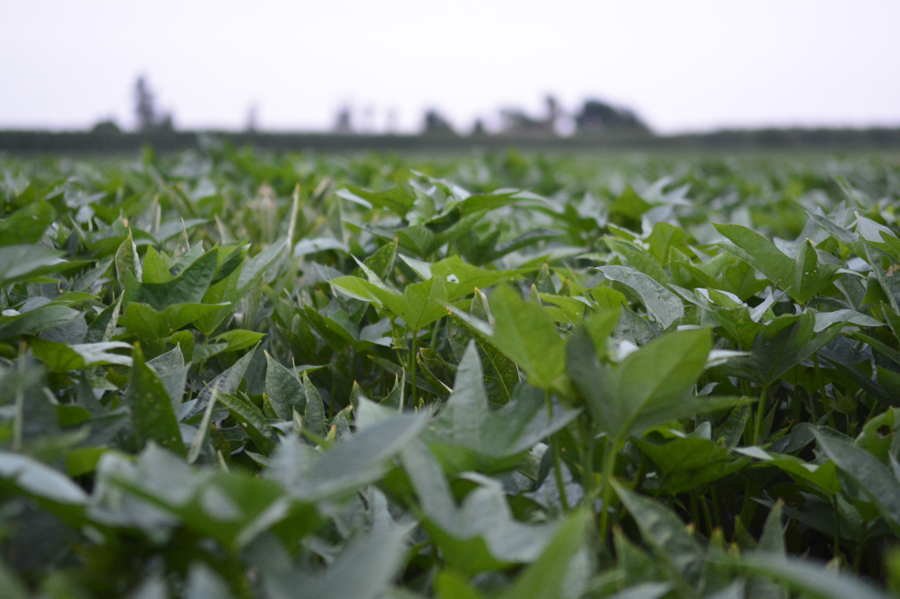 AVT and Organic Sweet Potatoes