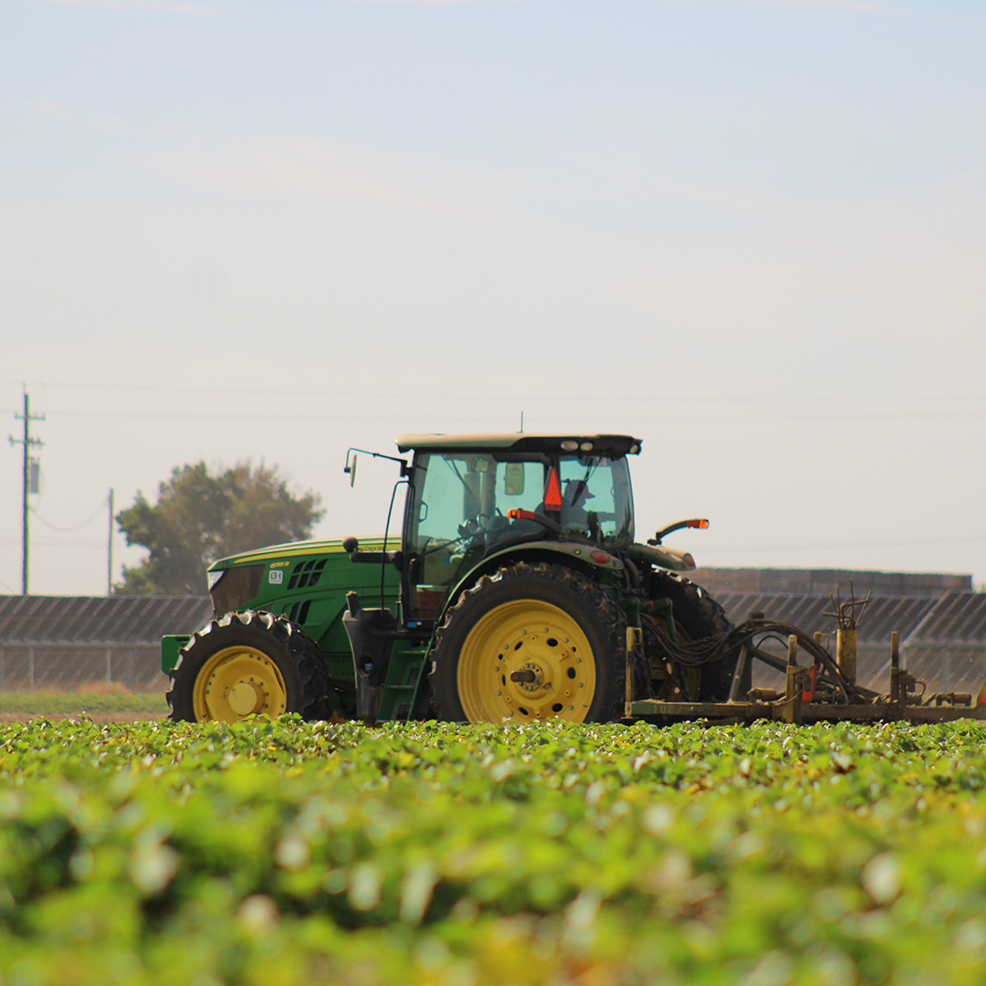 2026 Sweet Potato Market Update